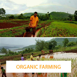 Organic Farming
